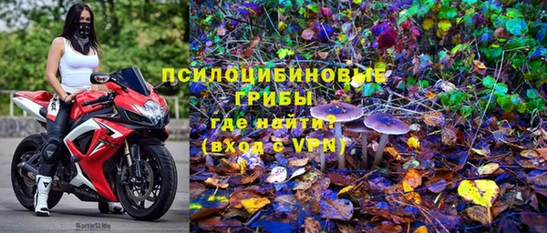 стаф Снежногорск